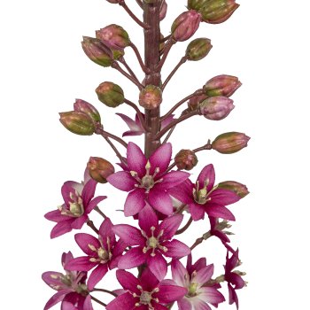 Eremurus, 88,9cm, pink