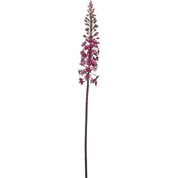 Eremurus, 88,9cm, pink