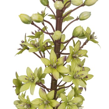 Eremurus, 88,9cm, hellgrün