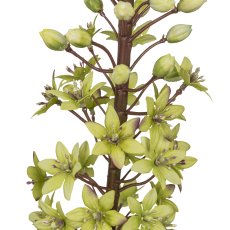 Eremurus, 88,9cm, hellgrün