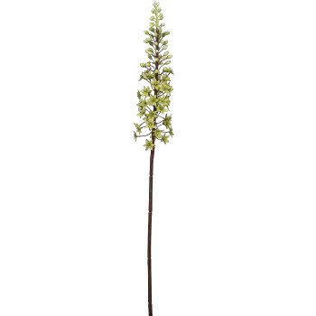 Eremurus, 88,9cm, hellgrün