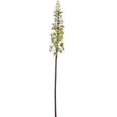 Eremurus, 88,9cm, hellgrün