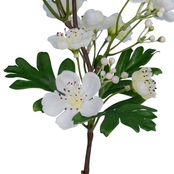 Hawthorn branch, 71.1cm, white