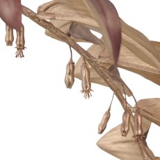 Salomonsiegel, 119cm, rosegold