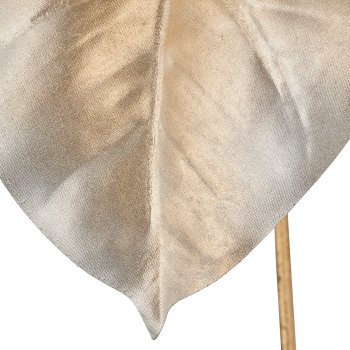 Caladium, 67cm, champagner