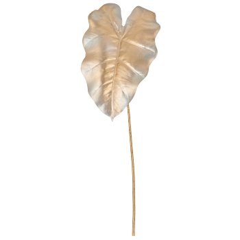 Caladium, 67cm, champagner