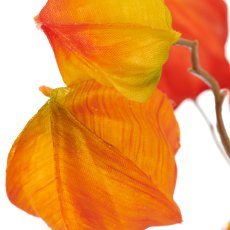 Physaliszweig, 105cm, orange