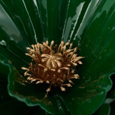 Poppy branch, 71cm, green