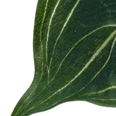 Anthurium leaf, 61cm, green