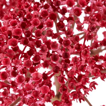 Achillea, 79cm, pink
