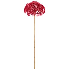Achillea, 79cm, pink