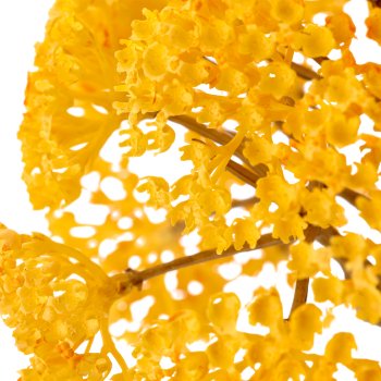 Achillea, 79cm, yellow