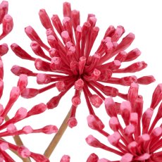 Heracleum, 86cm, pink