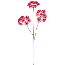 Heracleum, 86cm, pink