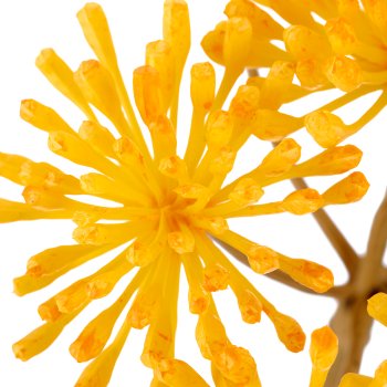 Heracleum, 86cm, gelb