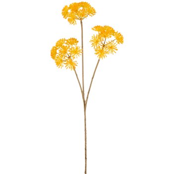 Heracleum, 86cm, gelb