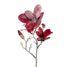 Magnolie gefrostet, 63 cm, rot