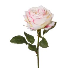 Rose, 38 cm, creme-rosa