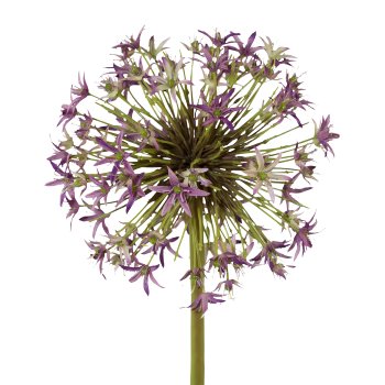 Allium, 43 cm, lila