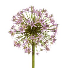 Allium, 43 cm, flieder