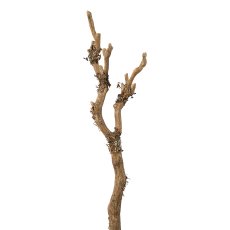 Branch with lichen, 61cm, natural,