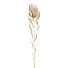 Leucodendron, 74 cm, cream,