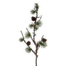 Cedar branch with cones and