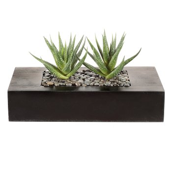 Agave x2, approx. 14cm, in wooden box 24x11x5cm