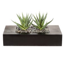 Agave x2, ca 14cm, im Holzkasten 24x11x5cm