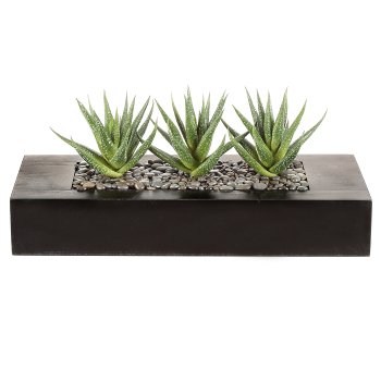 Agave x3, approx. 16cm, in wooden box 36x15.5x6cm