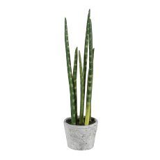 Sansevieria x6, ca 40cm, im Zementtopf 9,5x7,5cm