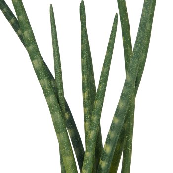 Sansevieria x9, ca. 45cm, in cement pot 12x9cm