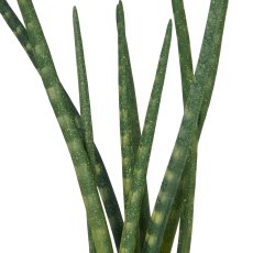 Sansevieria x9, ca. 45cm, in cement pot 12x9cm
