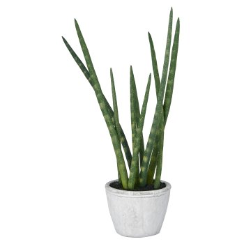 Sansevieria x9, ca. 45cm, in cement pot 12x9cm