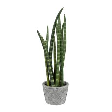 Sansevieria x9, ca. 45cm, in cement pot 12x9cm