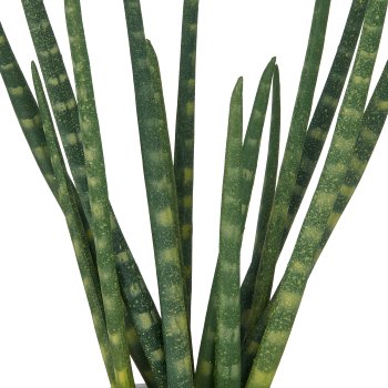 Sansevieria x14, ca 45cm, im Zementtopf 13,5x10,5cm