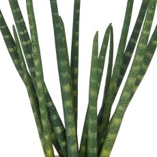 Sansevieria x14, ca 45cm, im Zementtopf 13,5x10,5cm