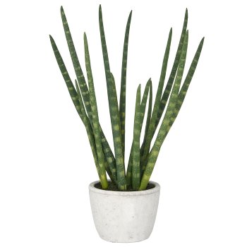 Sansevieria x14, ca 45cm, im Zementtopf 13,5x10,5cm