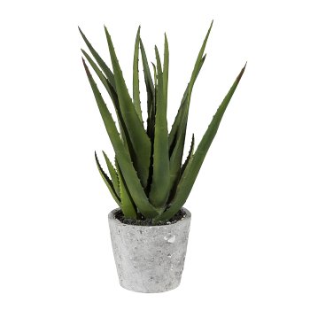 Aloe ca 40cm, im Zementtopf 11,5x10cm