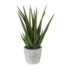 Aloe ca. 40 cm, In A Cement
