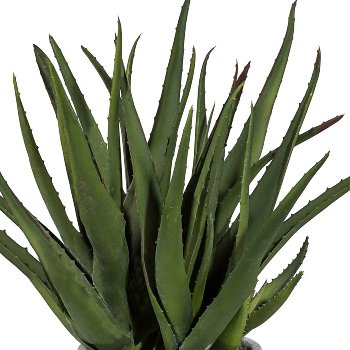 Aloe x4, ca. 44cm, In A Cement Pot 14x13cm