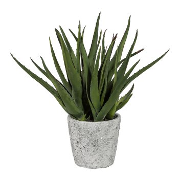 Aloe x4, ca. 44cm, In A Cement Pot 14x13cm