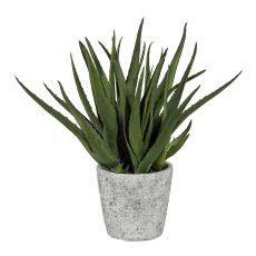 Aloe x4, ca. 44 cm, In A