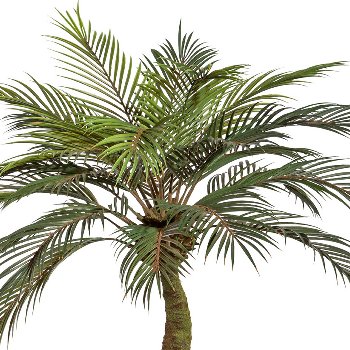 Sago Palm x24, ca. 120cm, in pot