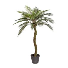 Sago Palm x24, ca. 120 cm, In