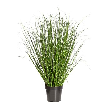 Miscanthus Zebrinus, ca. 80cm, in pot