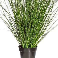 Miscanthus Zebrinus, ca. 110cm, in pot