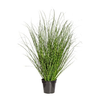 Miscanthus Zebrinus, ca. 110cm, in pot