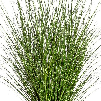 Miscanthus Zebrinus, ca. 140cm, in pot