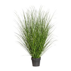 Miscanthus Zebrinus, ca. 140cm, in pot